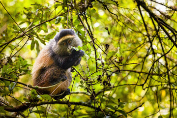 Golden Monkey