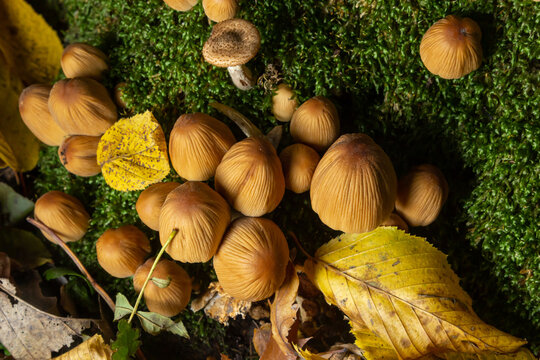 Coprinellus micaceus growing on rotten stumb. Many little mica cap mushrooms in an autumn forest. Group of shiny cap fungi with caps in many shades of yellow. Colorful oak leaf and blueberry bush