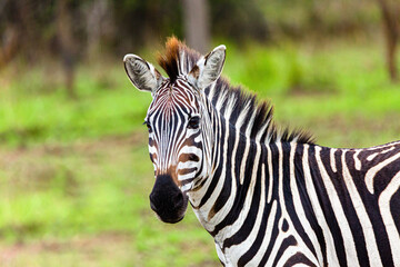 Zebra in the wild