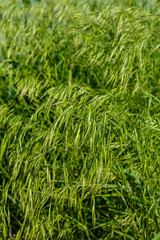 Cereal grass bromus grows in the wild