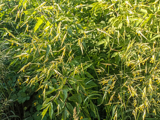 Cereal grass bromus grows in the wild