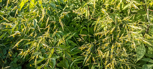 Cereal grass bromus grows in the wild