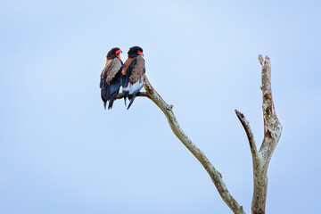 Bateleur Eagle