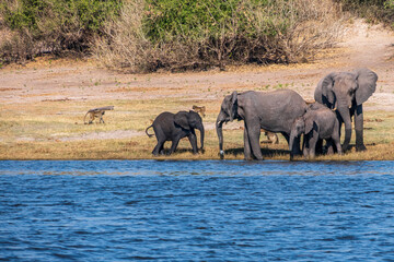 Fototapeta premium Herd of African elephants drinking at a waterhole in Chobe national park.