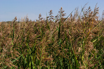 Phragmites australis is a herbaceous perennial bluish-green plant of the grass family, with a long creeping rhizome
