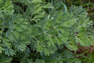 Artemisia absinthium is a perennial plant of the aster family. Medicinal, food, phytoncide, essential oil, dye, tannin-bearing and insecticidal culture. One of the most bitter plants in the world