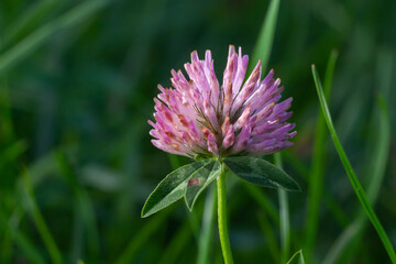 Trifolium pratense, red clover. Collect valuable flowers fn the meadow in the summer. Medicinal and honey-bearing plant, fodder and in folk medicine medically sculpted wild herbs