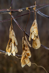 Dry maple seeds hanging on a branch in the autumn season