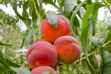 Juicy ripe peaches on tree are ripe for harvesting. Orchard business concept