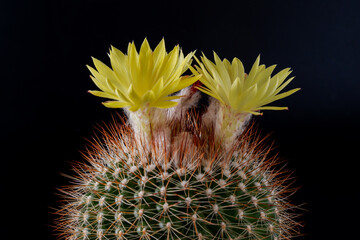 Cactus flower plant on back background