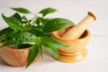 Andrographis paniculata or Kariyat leaf plant with herb capsules to treating covid19 coronavirus...