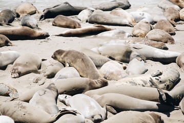 Elephant Seals off the coast of California 