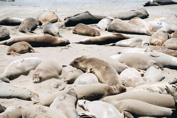 Elephant Seals off the coast of California 