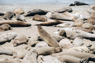 Obraz premium Elephant Seals off the coast of California 