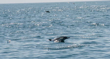 Fototapeta premium Dolphins in the Pacific Ocean 