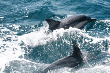 Dolphins in the Pacific Ocean 