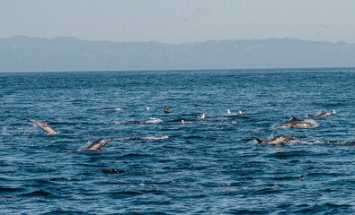 Dolphins in the Pacific Ocean 