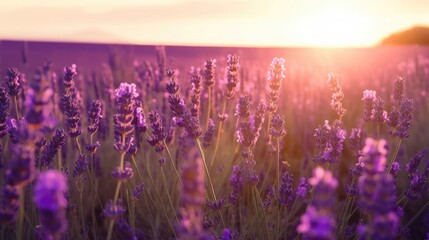 A field of lavender flowers with the sun setting behind it. Generative AI