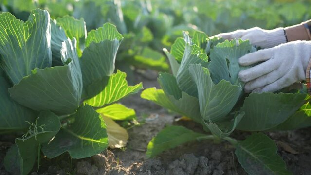 Farmer male hands check quality ,take care cabbage growing in garden. Cultivation vegetable with spreading green leaves. Work at organic farm. Ripening crop in field. Agricultural food industry.