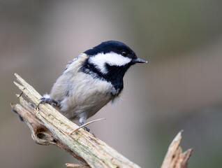 Fototapeta premium Coal tit