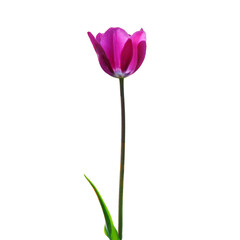 Purple tulip flower isolated on white background