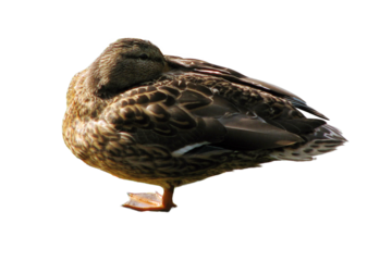 Duck sleeps sitting on a snag in the pond, isolated on a white background. Female duck sitting on a log in the lake.