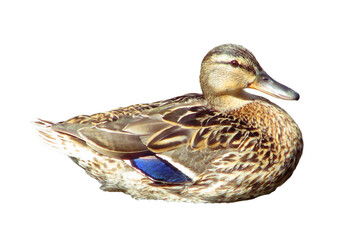 Duck sitting on a stone in the water close-up, isolated on a white background. The female ducks in a pond macro.