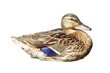Duck sitting on a stone in the water close-up, isolated on a white background. The female ducks in a pond macro.