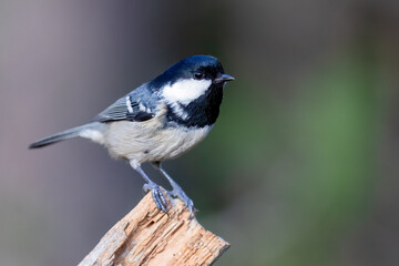 Coal tit