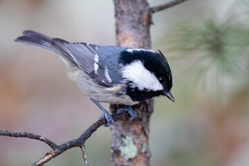 Coal tit