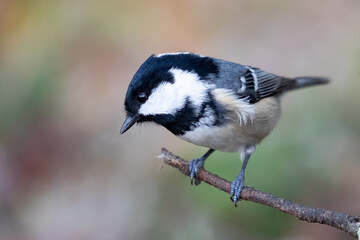 Coal tit