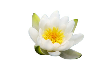 White Lily blooms on the lake, isolated on a white background. Beautiful white water Lily, isolated...