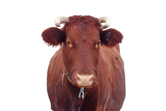 Cow brown, close-up portrait, isolated on a white background. Cattle in the paddock outdoors in winter, isolated on a white background. A chestnut-colored horned cow with horns in the snow.