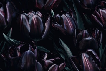Obraz premium Spring Dark Black Red Tulip Tulips Flower Flowers Seamless Repeating Repeatable Texture Pattern Tiled Tessellation Background Image