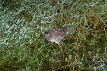 Sora (Porzana carolina) in Malibu lagoon, California, USA