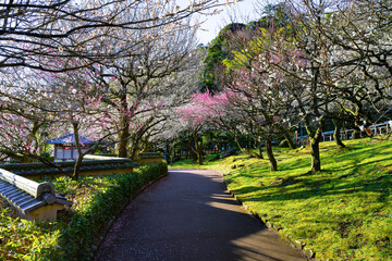 静岡県熱海市　熱海梅園