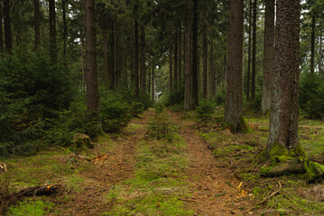 Waldweg, Großer Feldberg