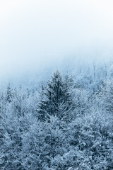 Fototapeta na wymiar Amazing winter snowy coat on the trees.