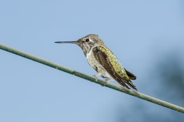 Fototapeta premium Anna's Hummingbird (Calypte anna) male in garden, Los Angeles, California, USA