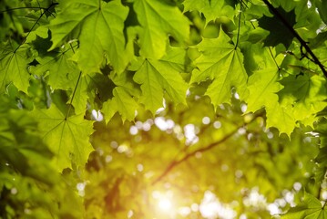 Fototapeta na wymiar Green nature background with maple leaves 