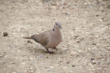 Eurasian Collared Dove (Streptopelia decaocto) in park, Crimea
