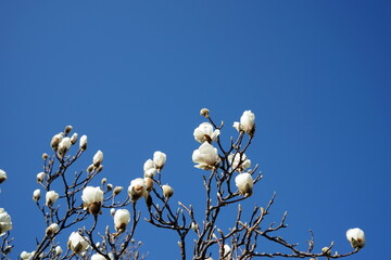 真っ白なハクモクレンの花 white magnolia