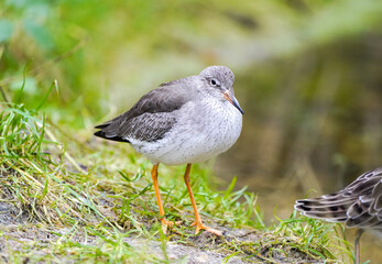 Redshank in nature. Bird close-up. Triga totanus.
