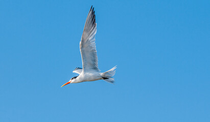 Royal Tern (Thalasseus maximus) in Bolsa Chica Ecological Reserve, California, USA