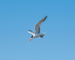 Obraz premium Royal Tern (Thalasseus maximus) in Bolsa Chica Ecological Reserve, California, USA