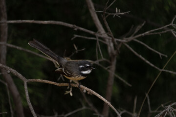 bird on a branch