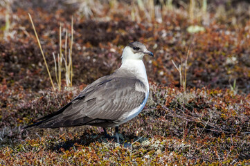 Obraz premium Parasitic Jaeger (Stercorarius parasiticus) in Barents Sea coastal area