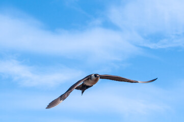 Parasitic Jaeger (Stercorarius parasiticus) in Barents Sea coastal area