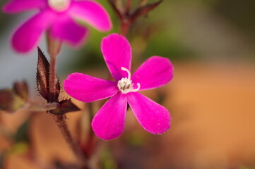 シレネ・カロリニアナの花（シレネ・スパニッシュフラメンコ）