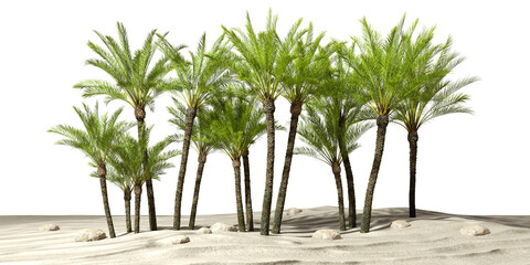 Palm trees forest on sand desert ground cutout backgrounds 3d rendering png